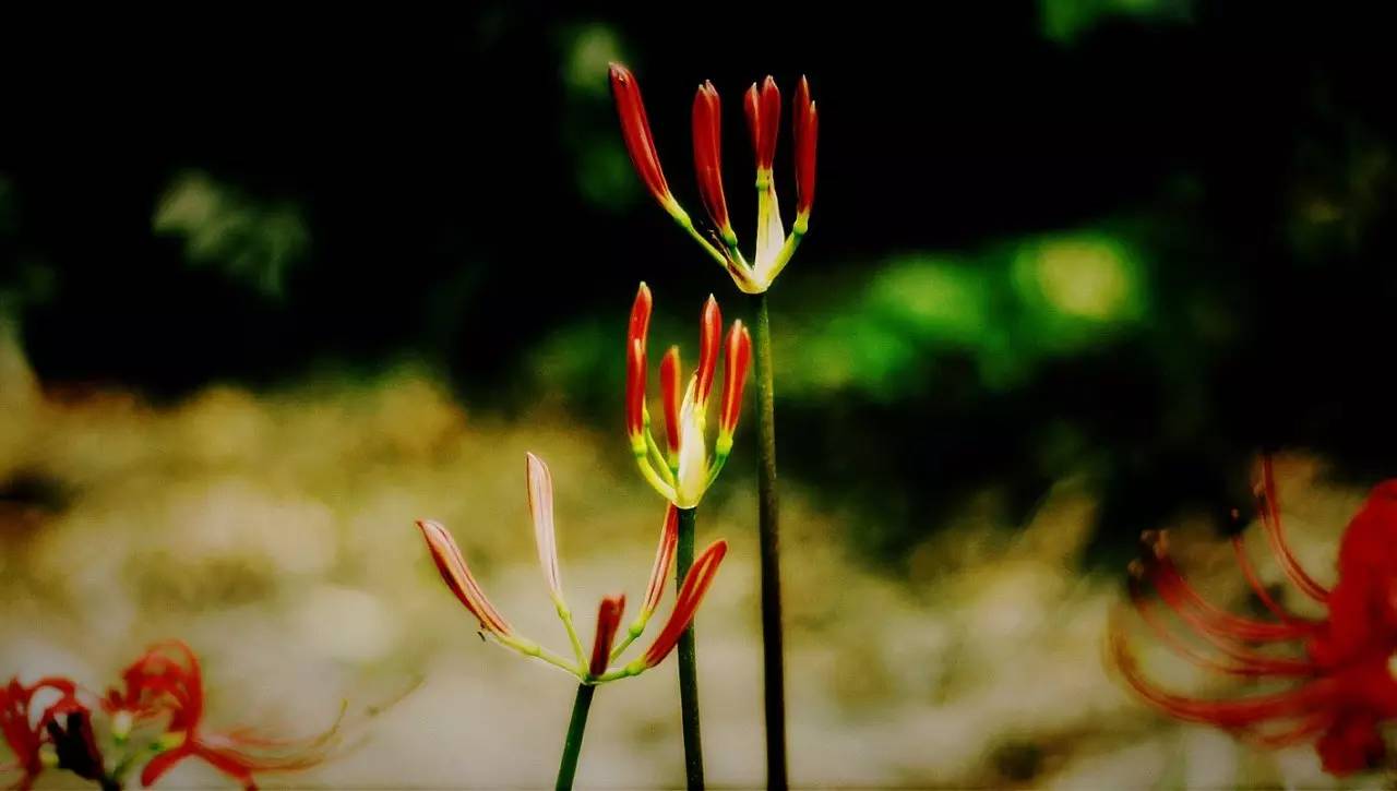 《本草》植物志之彼岸花：开一千年，落一千年，花叶不相见