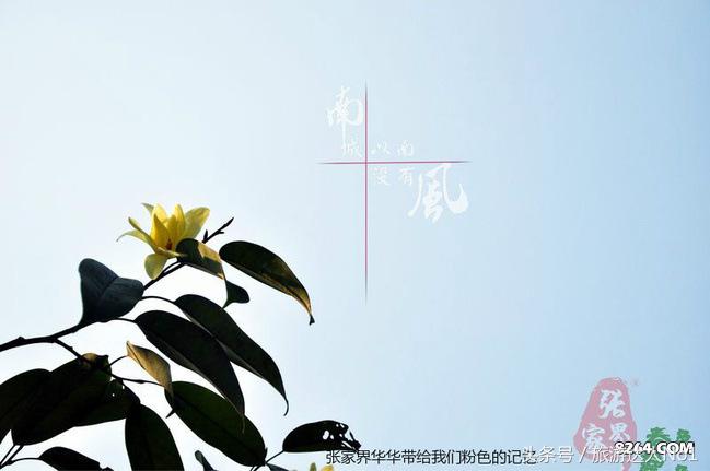 张家界国家森林公园旅游攻略,张家界品质游旅行社旅游攻略