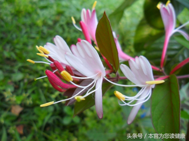 好喝的花果茶及功效,去火熬水喝的花