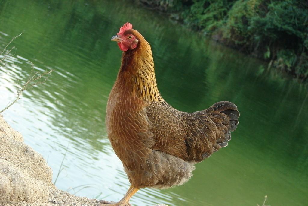 司业飞,司业飞创业行动家