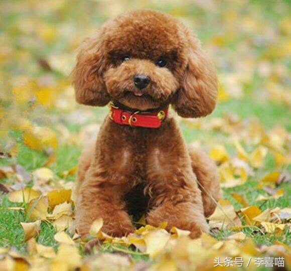 泰迪犬的市场价格和购买时应该关注的事