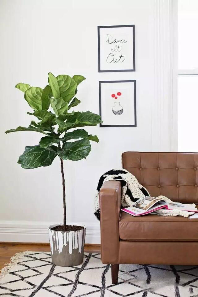 仿真绿植1.8米多叉琴叶榕,室内盆栽植物大型琴叶榕