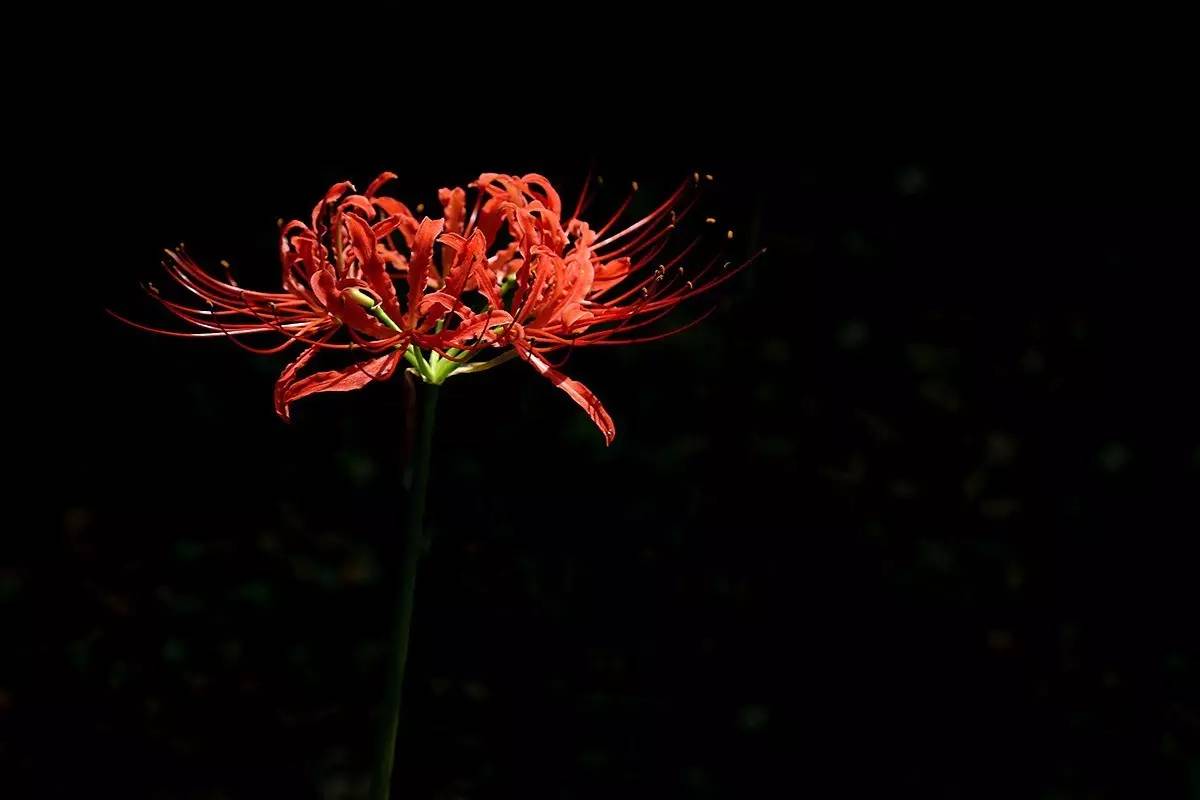 《本草》植物志之彼岸花：开一千年，落一千年，花叶不相见