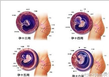 四个月胎儿发育标准，以及妈妈的身体变化