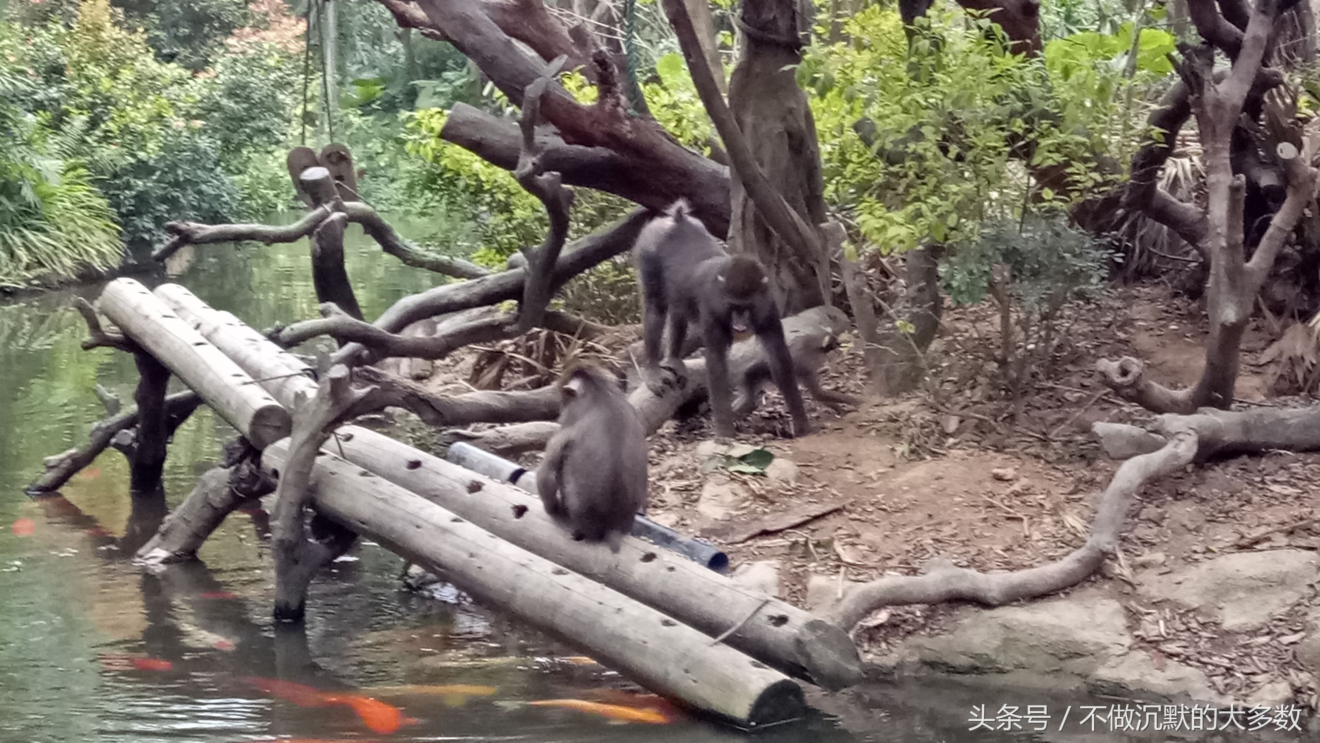 广州长隆野生动物园金蛇秘境直播,长隆野生动物园金蛇秘境害怕吗