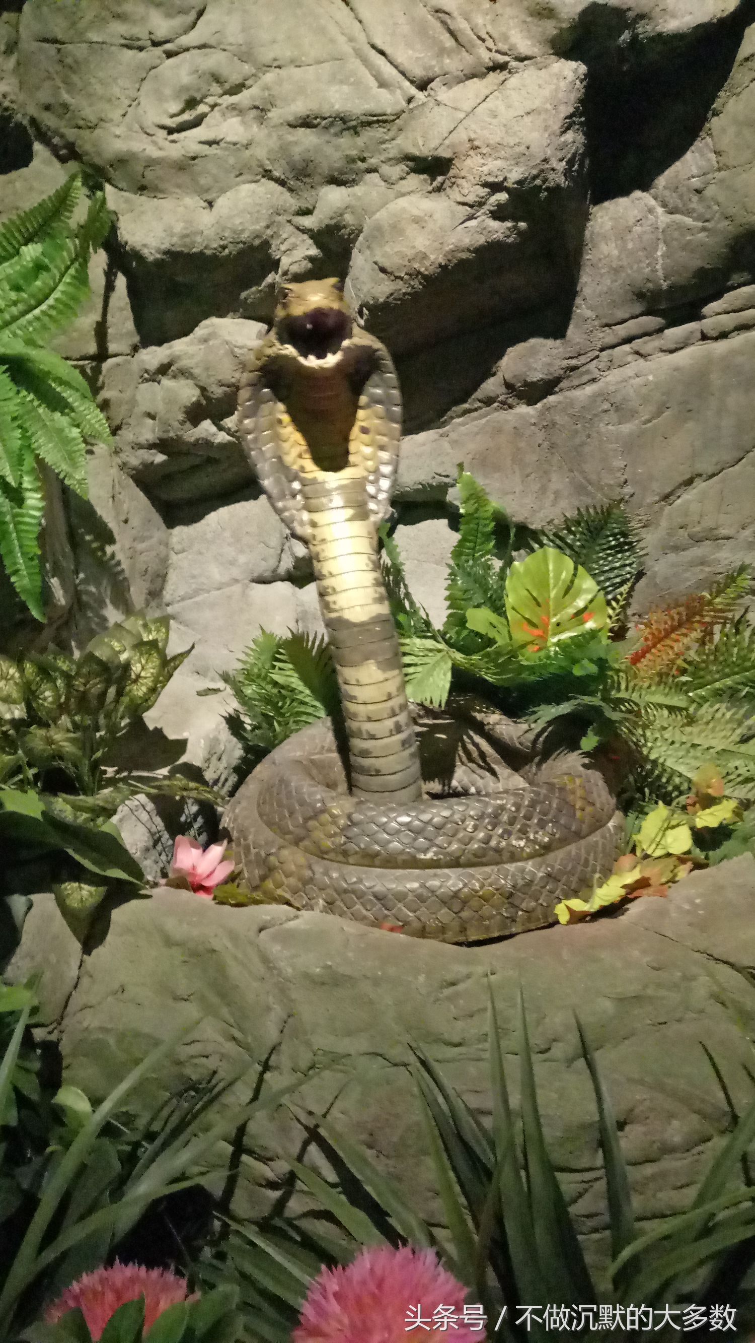 广州长隆野生动物园金蛇秘境直播,长隆野生动物园金蛇秘境害怕吗