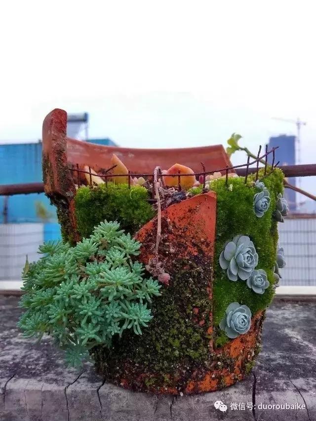 青苔养多肉方法,青苔和多肉种在一起