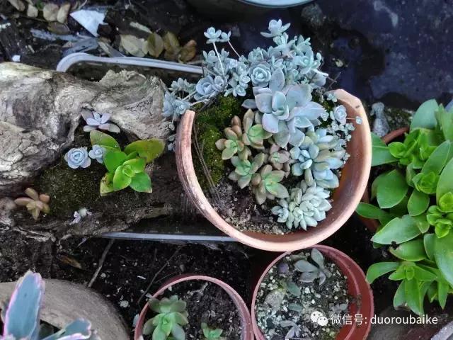 青苔养多肉方法,青苔和多肉种在一起