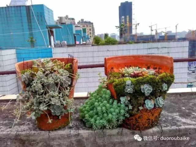 青苔养多肉方法,青苔和多肉种在一起