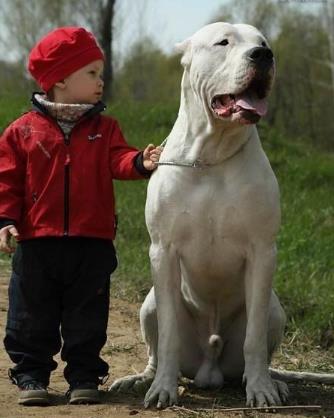 又帅又霸气的猛犬,猛犬长大后有多霸气