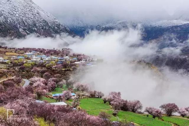 连联合国都赞不绝口的百里桃花，你真的不带她看一下吗？