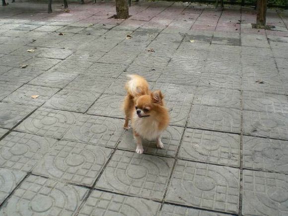 狗狗品种收集大全,收藏狗狗