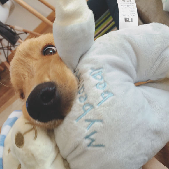 五个月金毛领养,因为无人照料送走了7个月的金毛