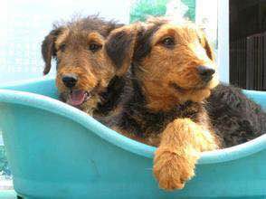 狗狗品种收集大全,收藏狗狗