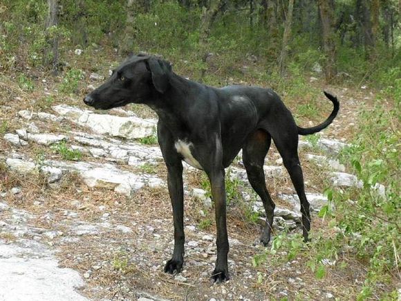 收藏狗狗的图片,收藏宠物集