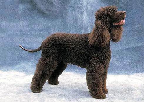 收藏狗狗的图片,收藏宠物集