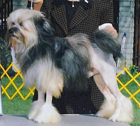 收藏狗狗的图片,收藏宠物集