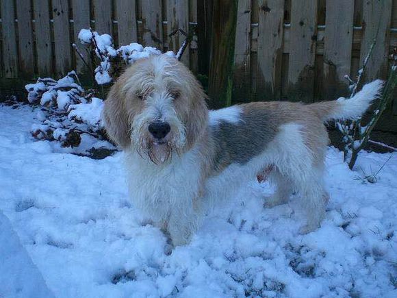 收藏狗狗的图片,收藏宠物集