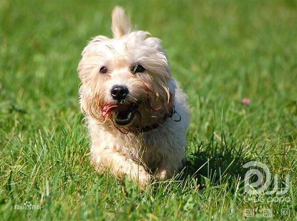 收藏狗狗的图片,收藏宠物集