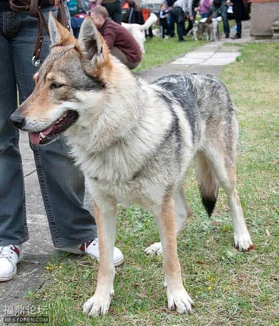 收藏狗狗的图片,收藏宠物集