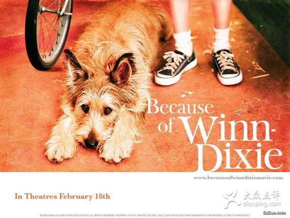 收藏狗狗的图片,收藏宠物集