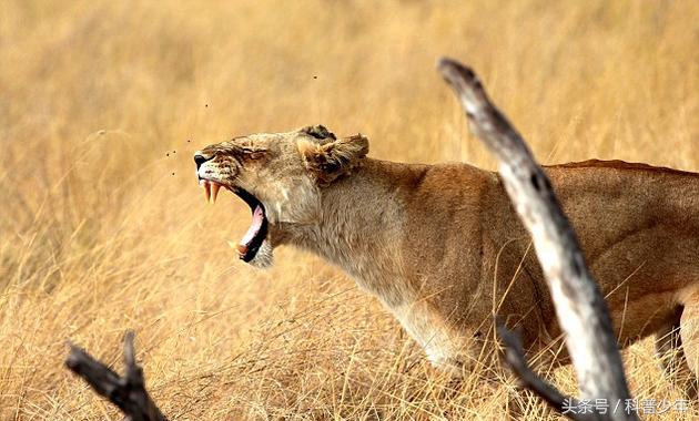 遇到危险动物需要关注什么,遇到危险动物怎么逃生
