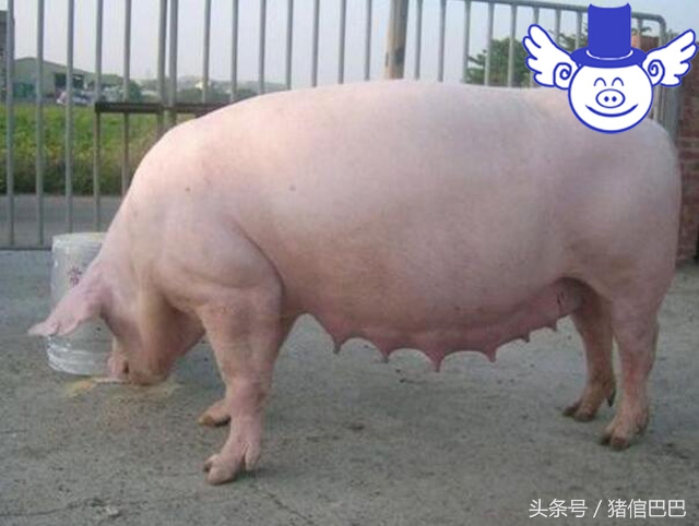 母猪全身发凉不吃食是怎么回事,母猪耳尖发硬什么病