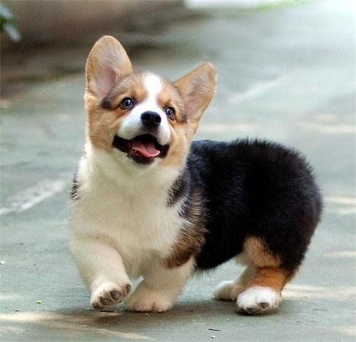 柯基狗后腿总是发抖什么原因,柯基犬腿发抖怎么回事