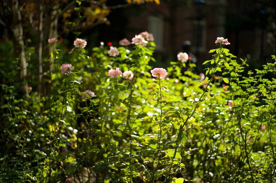 徕卡m50mmf1.2复刻版适合拍什么,徕卡m281.4镜头