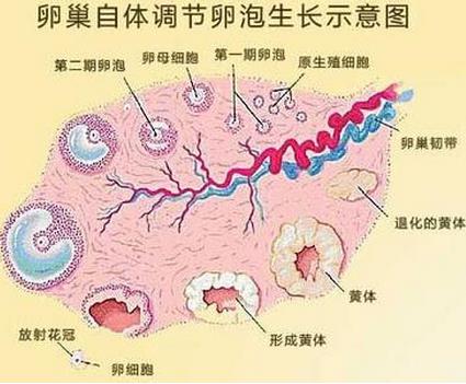 卵巢早衰彩超显示卵巢小怎么调理,子宫卵巢衰老能治吗