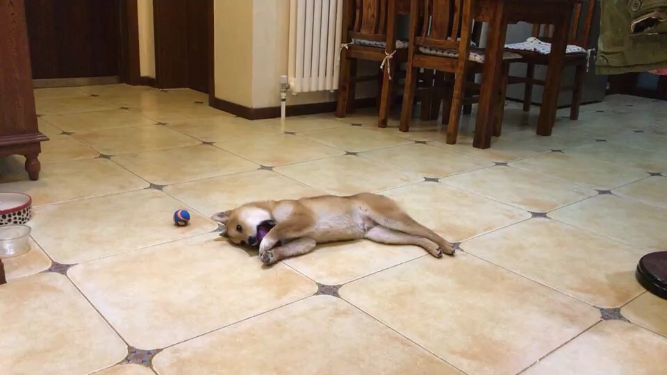 成精的那位，我家的招待可以吧