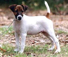 狗狗品种收集大全,收藏狗狗