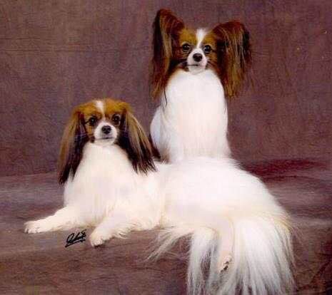 狗狗品种收集大全,收藏狗狗