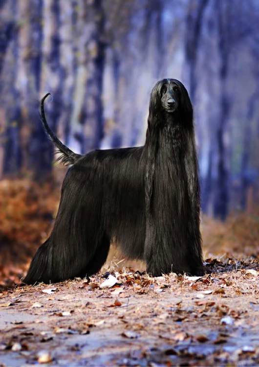 狗狗品种收集大全,收藏狗狗