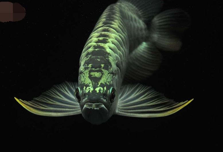 龙鱼怎么养才会凶猛一点,龙鱼习性与养殖技巧论文