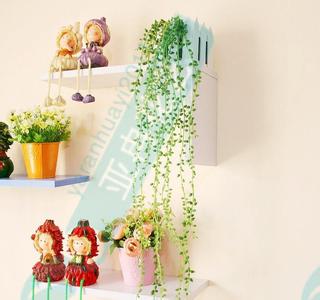 吊兰珍珠泪怎么养,为什么吊兰叫情人泪