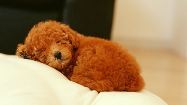 泰迪犬口臭怎样处理,泰迪犬口臭厉害怎么解决