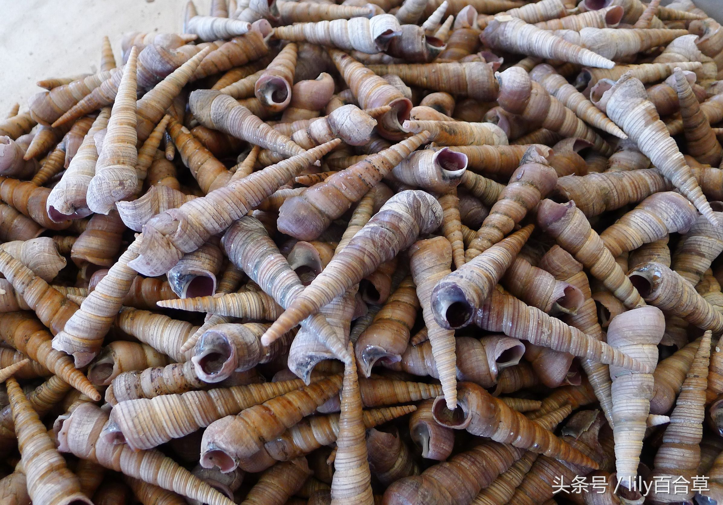 吃海鲜适合带什么,回家路上可以带海鲜吗