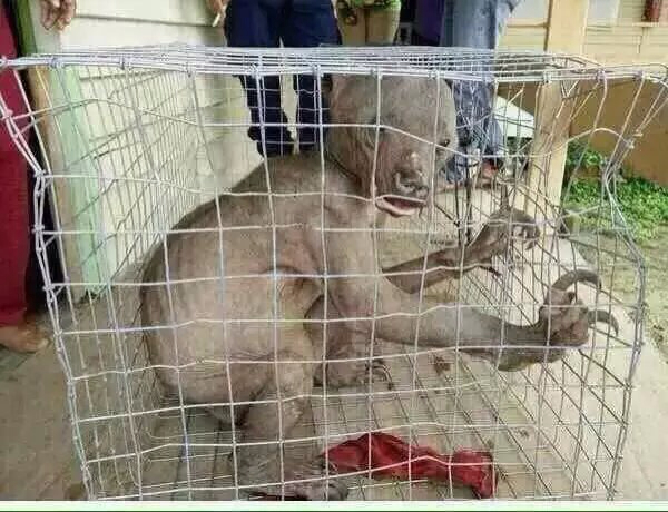 故事：她为了逃婚却路遇水鬼拦道，没想到……