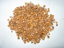 清热解毒杀虫止痒的中药有哪些,清热解毒的中药会使血压升高吗