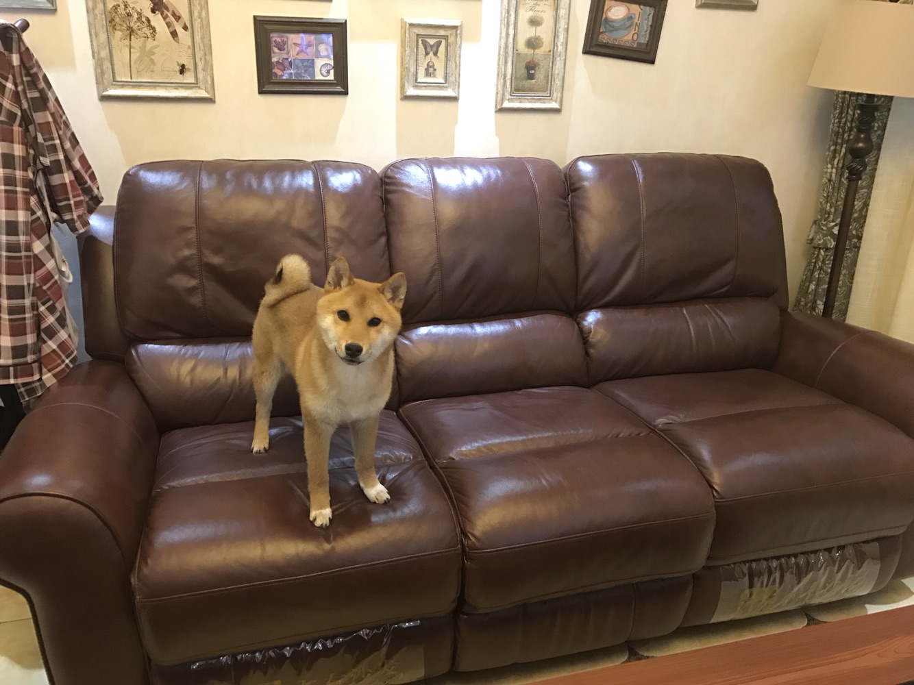 成精的那位，我家的招待可以吧