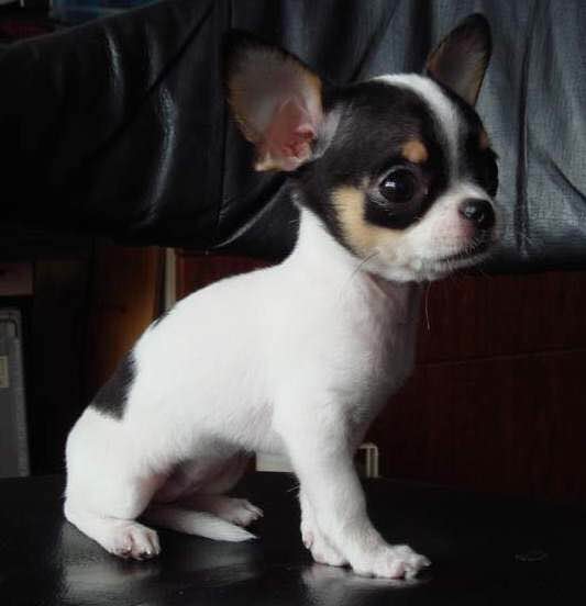 狗狗品种收集大全,收藏狗狗