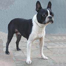 狗狗品种收集大全,收藏狗狗