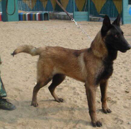 狗狗品种收集大全,收藏狗狗