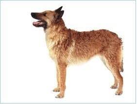 狗狗品种收集大全,收藏狗狗