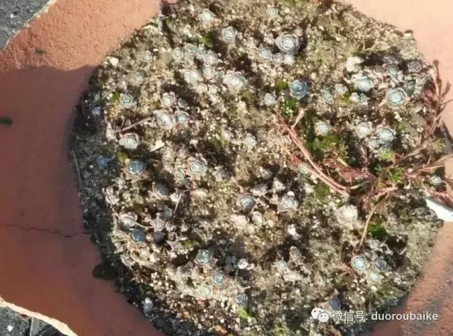 青苔养多肉方法,青苔和多肉种在一起