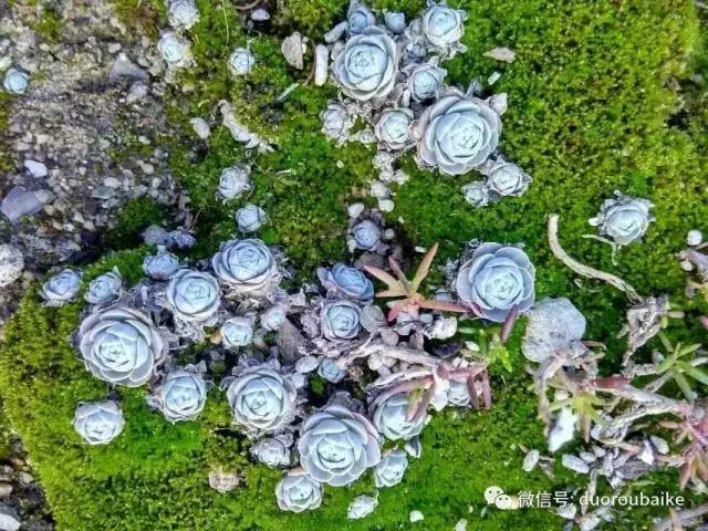 青苔养多肉方法,青苔和多肉种在一起