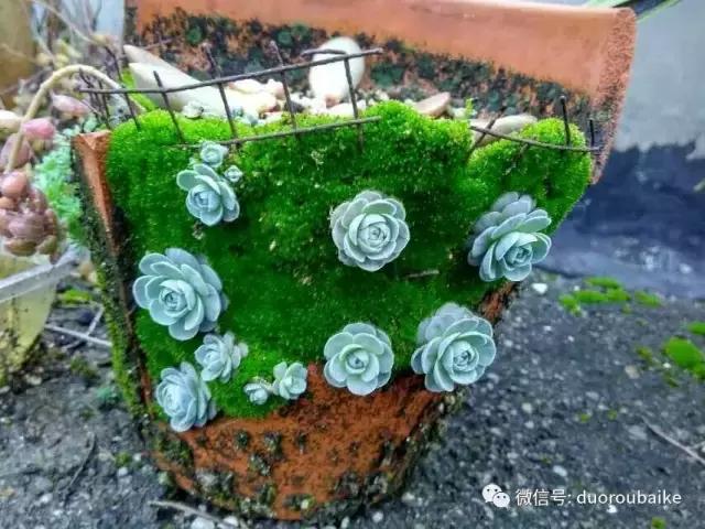 青苔养多肉方法,青苔和多肉种在一起