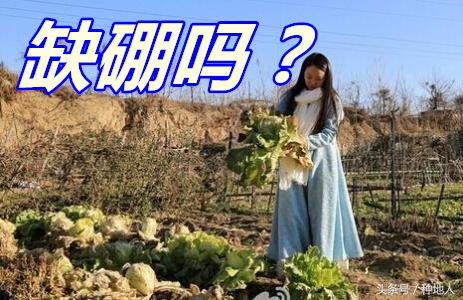 种地人：请认真对待硼元素！