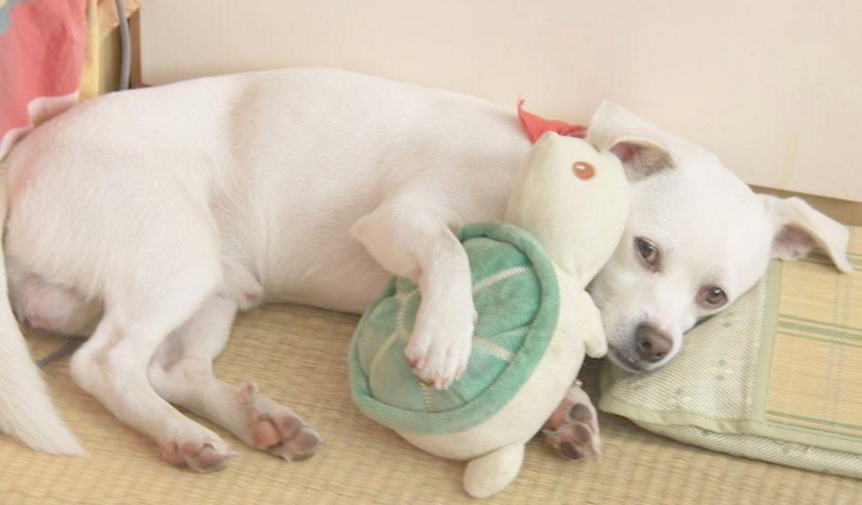 怎样挑选适合狗狗的玩具,如何给狗狗选择玩具大家知道吗